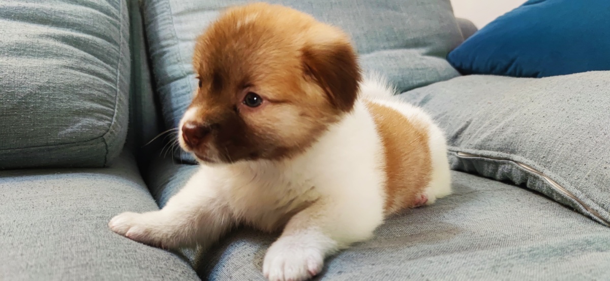 可爱的小狗多多