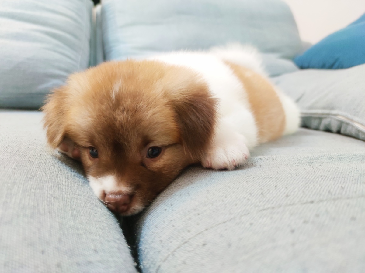 可爱的小狗多多