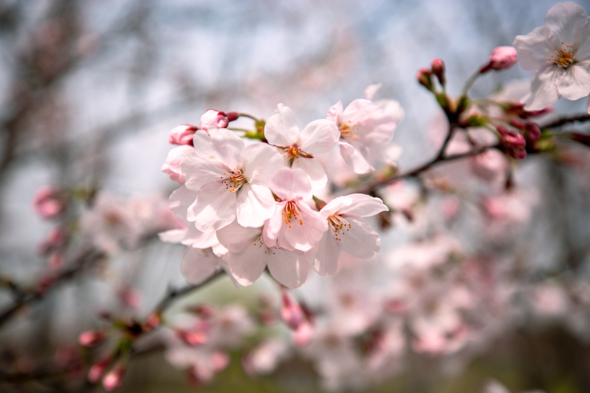 春天一支绽放着樱花的树枝
