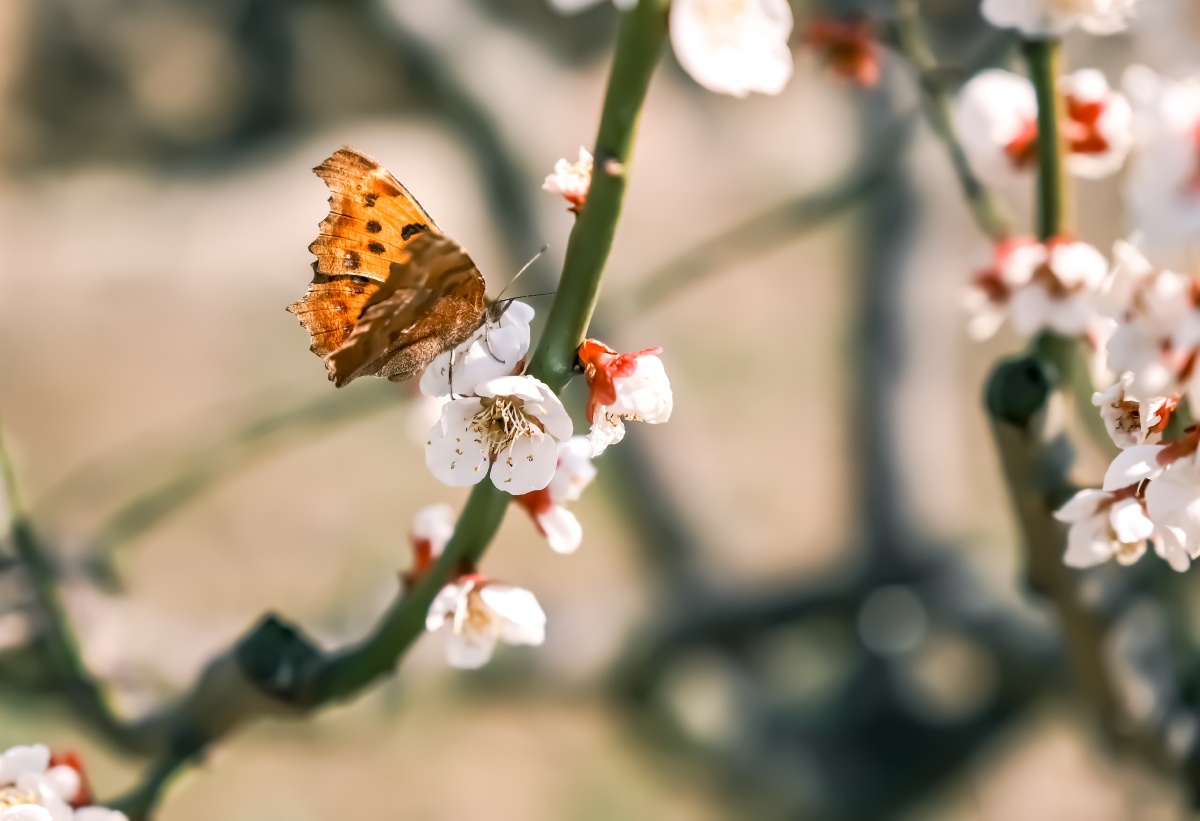 春天梅花上一只蝴蝶
