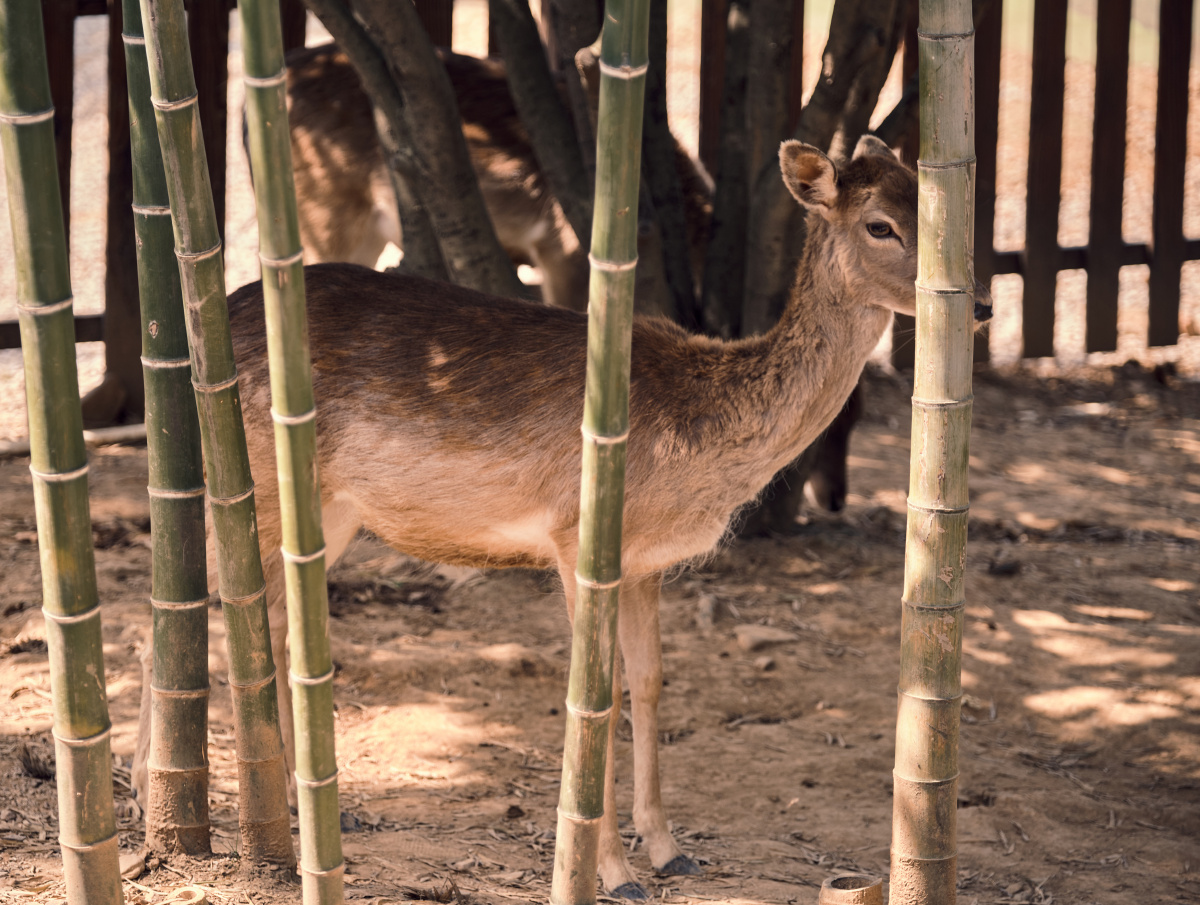 竹林中若隐若现的小鹿
