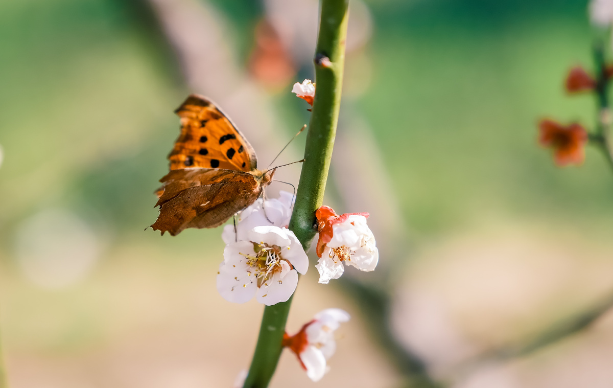 春天梅花枝上一只蝴蝶