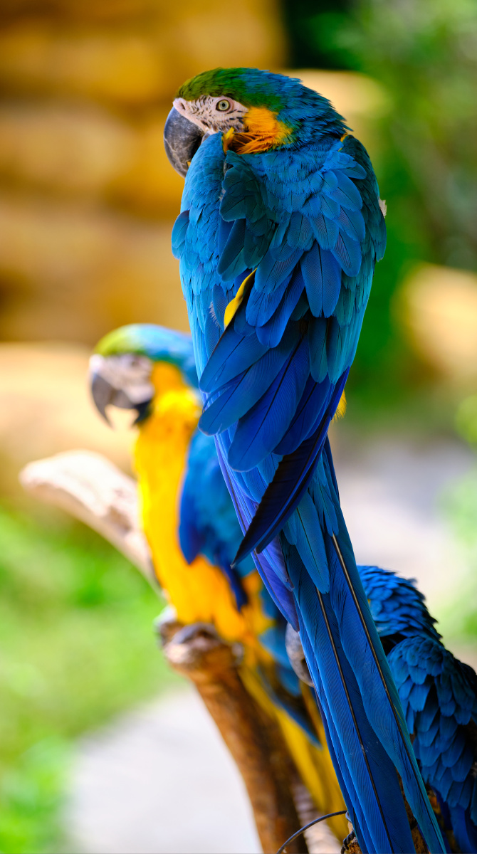 一只正在用爪子挠耳朵的蓝色金刚鹦鹉