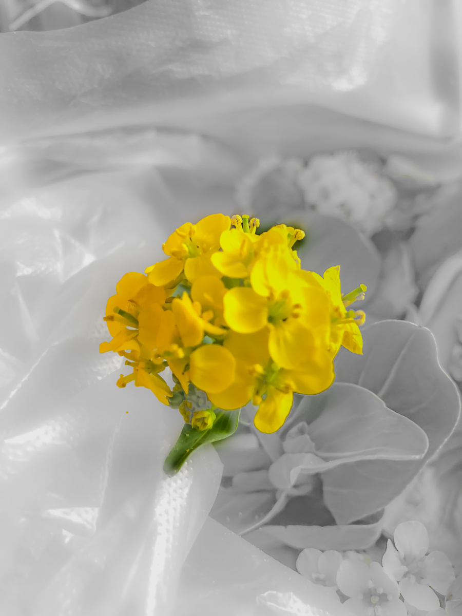 油菜花明快的花瓣#花蕊#花束苏州胶片摄影爱好者胶片集中国禅意摄影