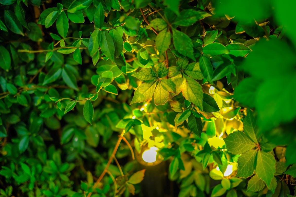 灌木丛中的两个黄色光源