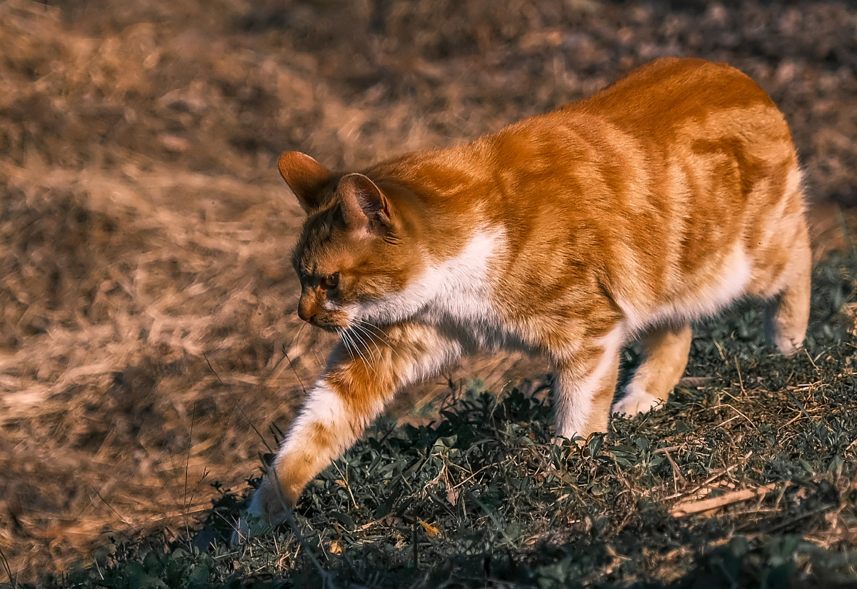 捕猎中的猫向前试探性的探出一只爪子