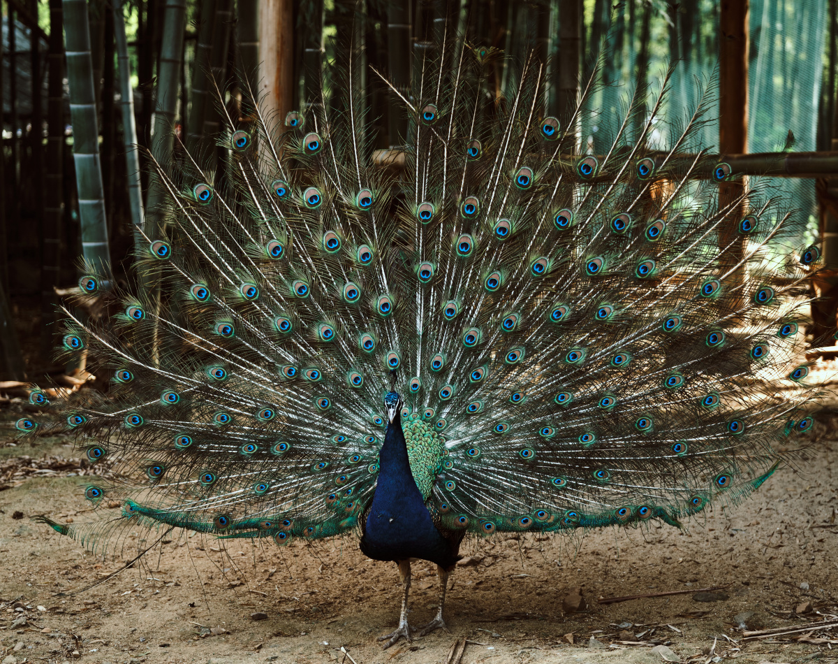 1/112在图虫看动物世界苏州大学摄影圈南京理工大学光与你in南理鸟