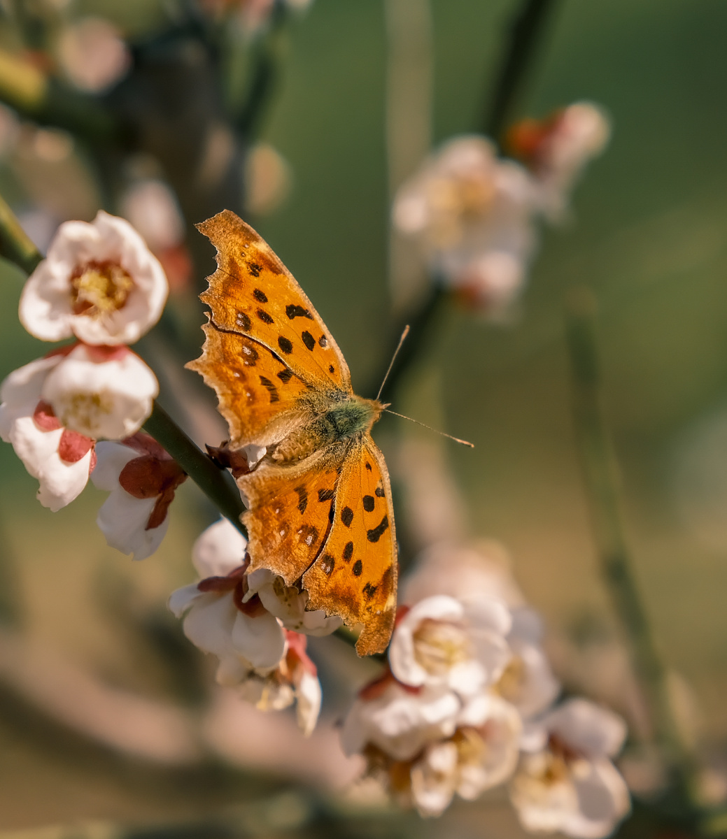 梅花枝头完全张开翅膀的蝴蝶