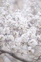 A6420F34-811F-46D2-A773-9F24AF632F41/L0/001