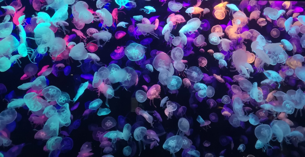 海底世界"水母群"