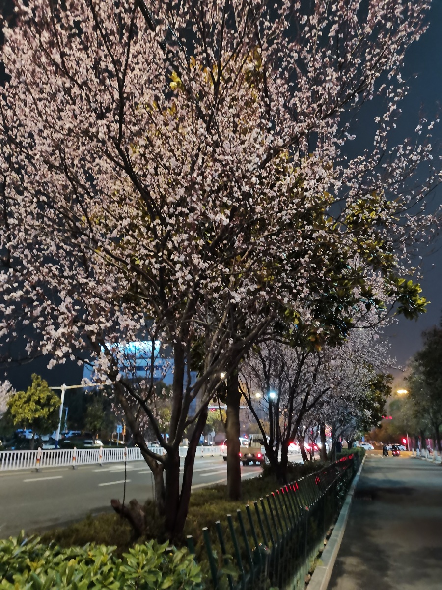 夜晚行走在紫叶李都盛开的街道中感受春天的气息