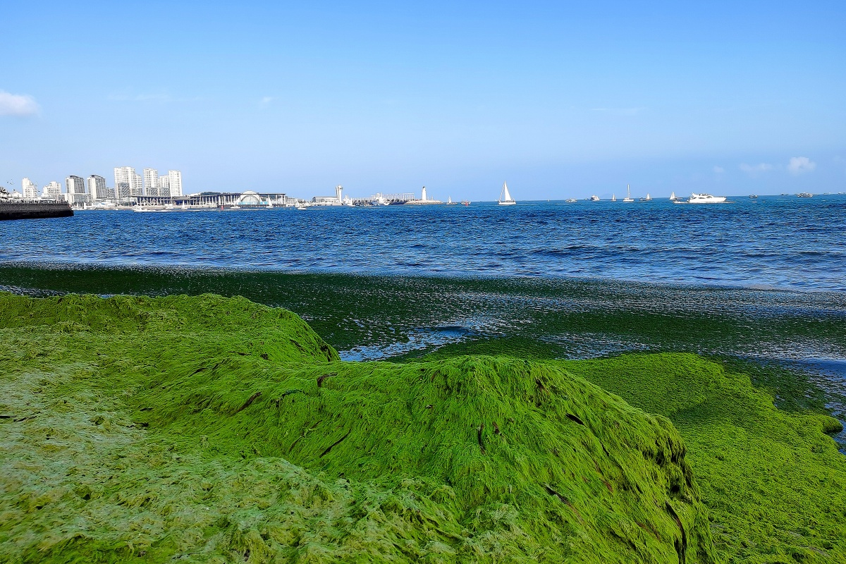 海上绿洲浒苔入侵青岛手机随拍