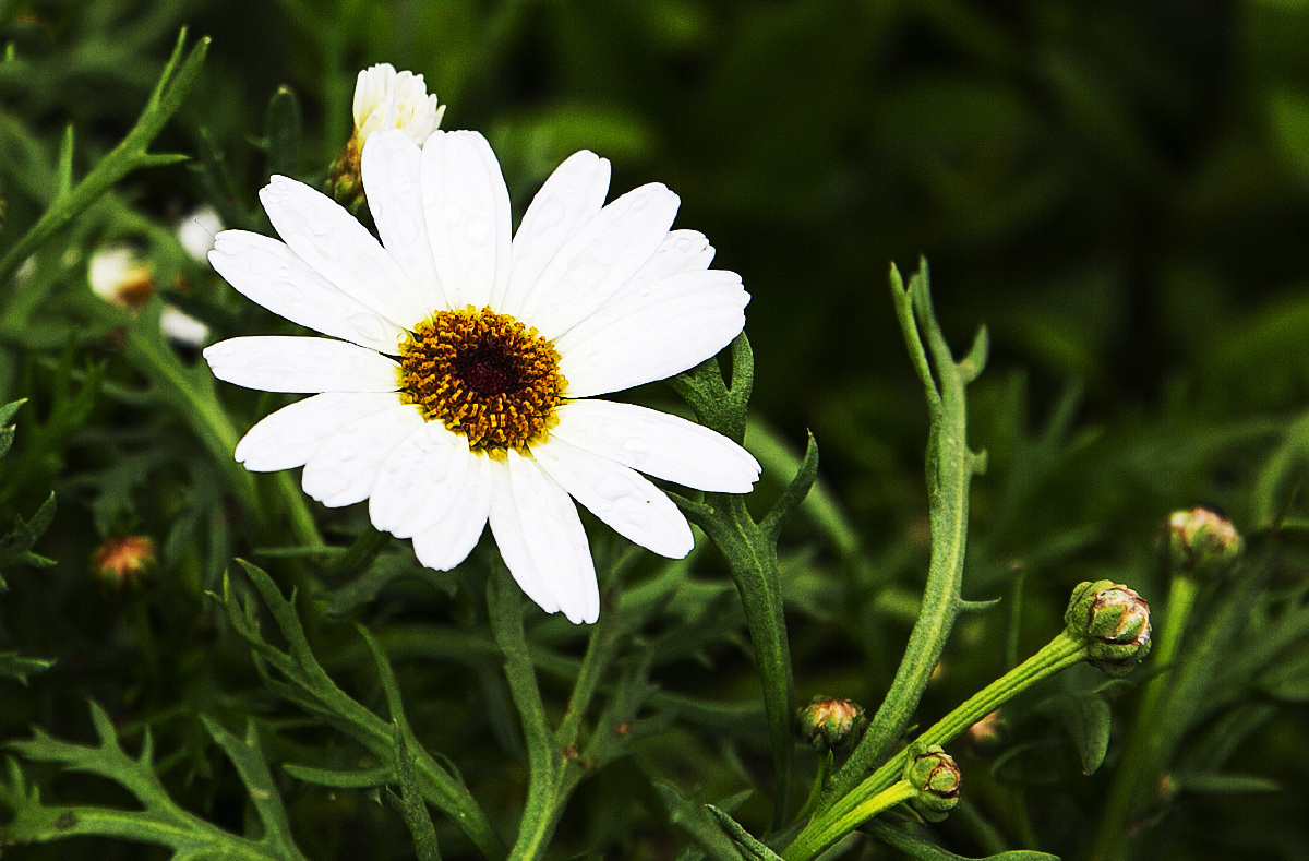 大滨菊 - 松声723 - 图虫