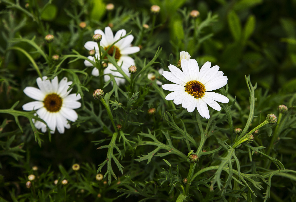 大滨菊 - 松声723 - 图虫