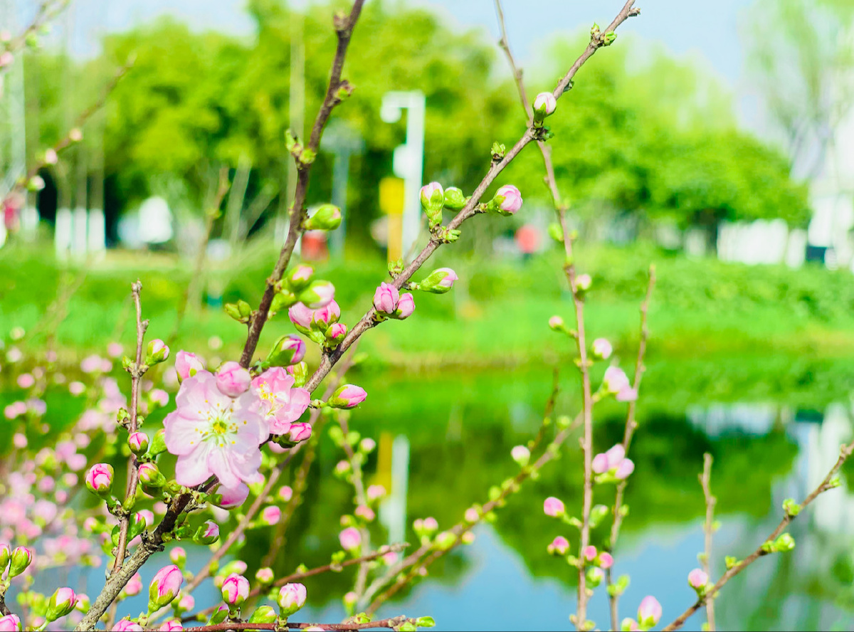 春意盎然的景象 - alinsunny - 图虫