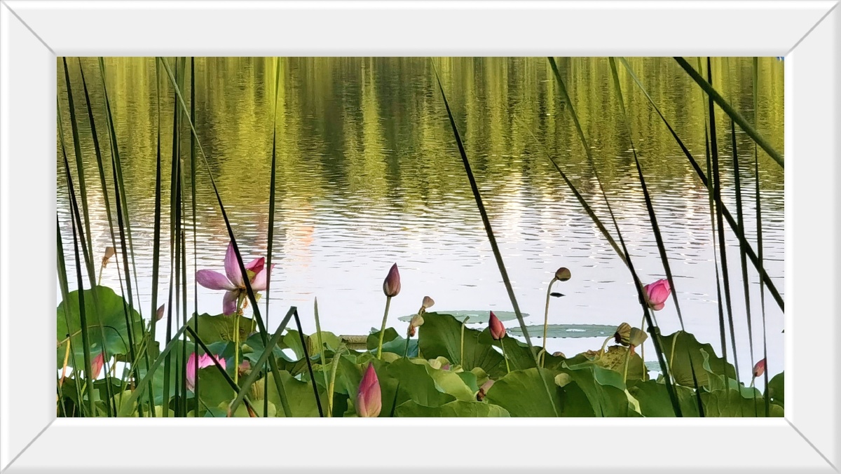 芦苇荷花映柳枝