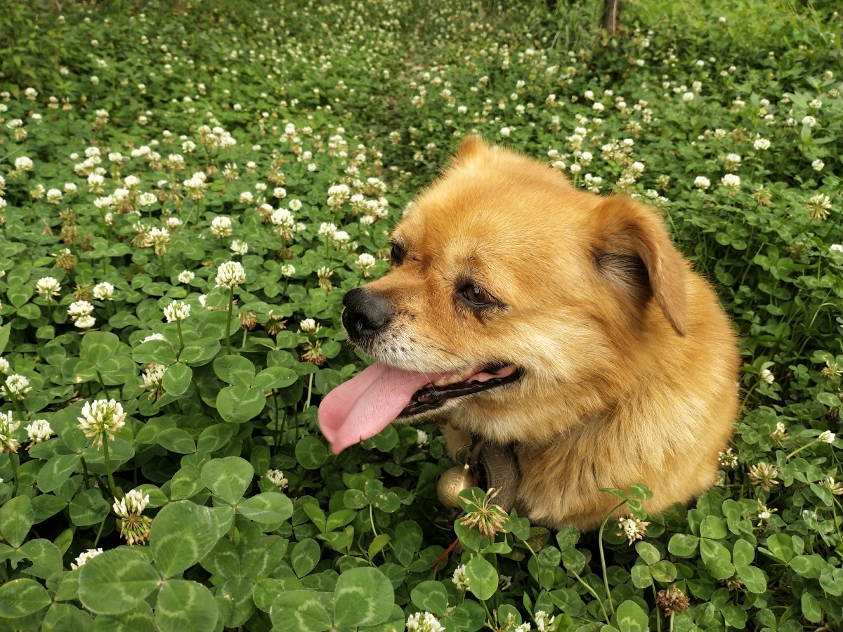 吐舌卖萌的花丛狗子