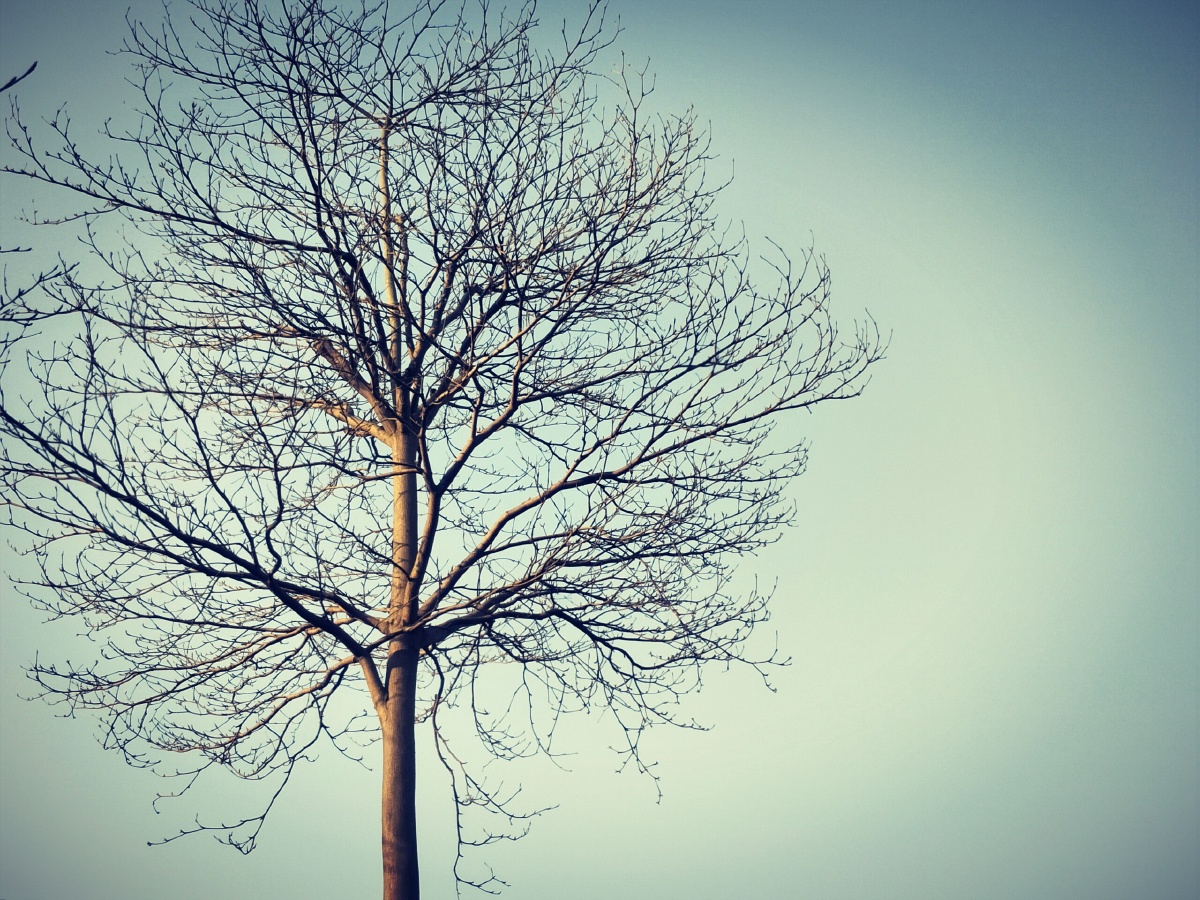 冬日之树落叶无恋