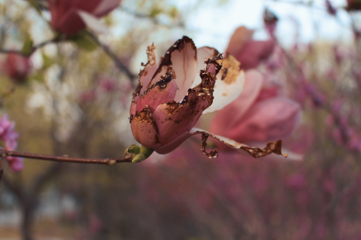 枯萎的花在春天独一无二绽放