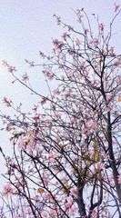 BCA232D0-0D8E-4DCD-A15F-455A31ED5BDA/L0/001