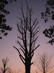 120239