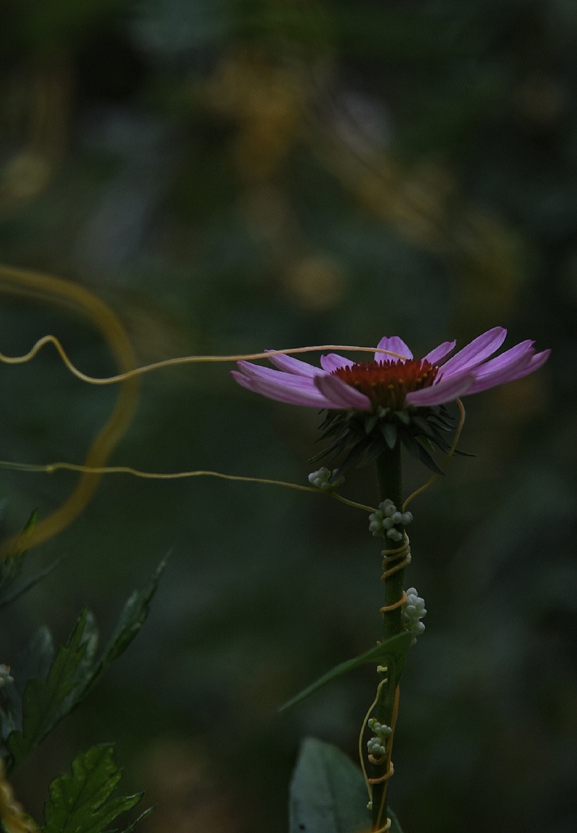 穿花蛱蝶深深见点水蜻蜓款款飞