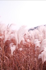 5C5E2CB0-70F3-41C8-907C-5D43D168814E/L0/001