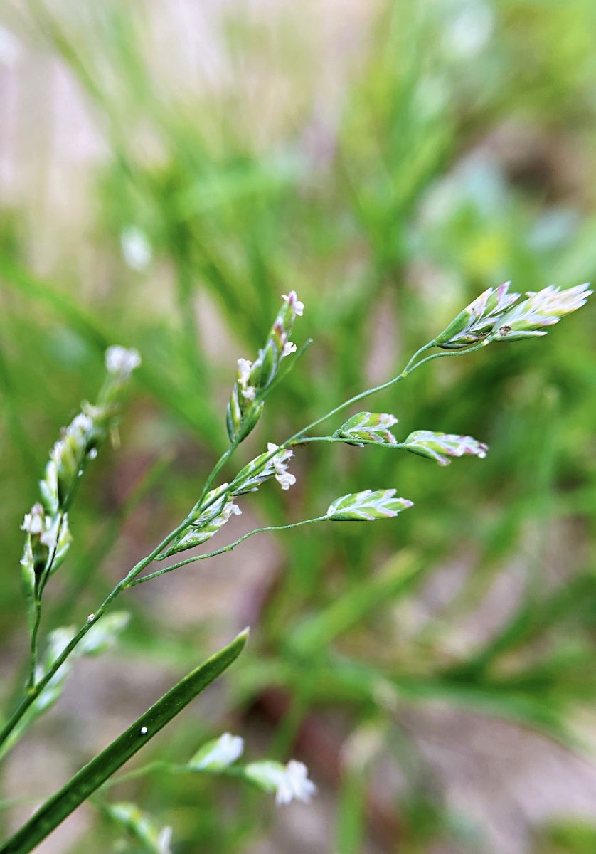 小野草