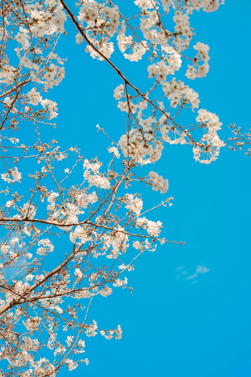 阳春三月,在温暖的春风里,看一场浪漫樱花.