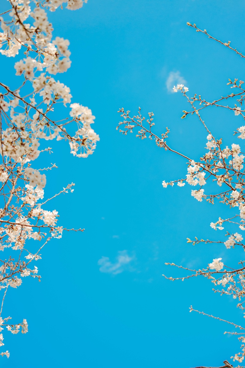 阳春三月,在温暖的春风里,看一场浪漫樱花.