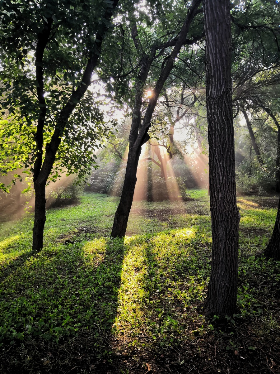 期待夏天的清晨!