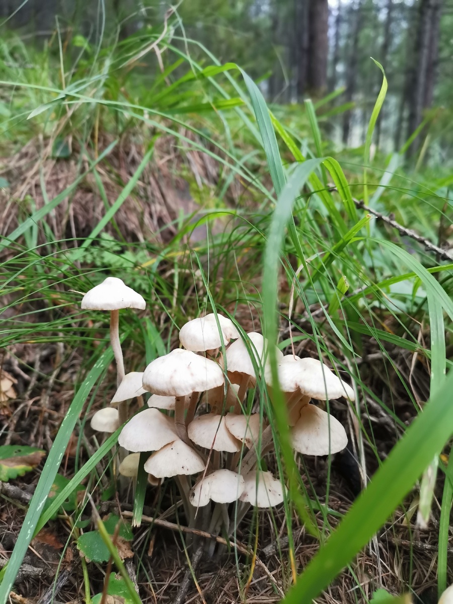 佛教圣地五台山雨季采蘑菇自己要采蘑菇一定问当地人懂蘑菇的要不然会