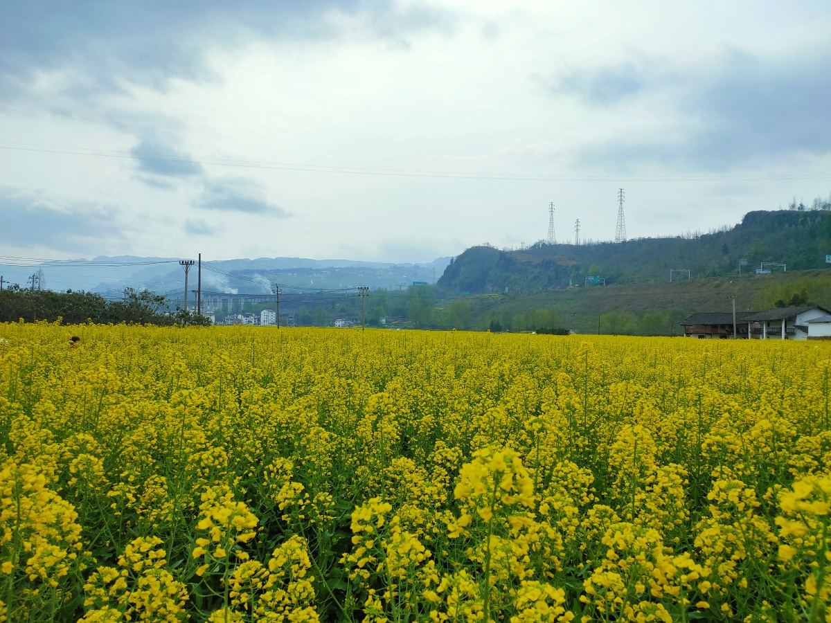 春天的油菜花田