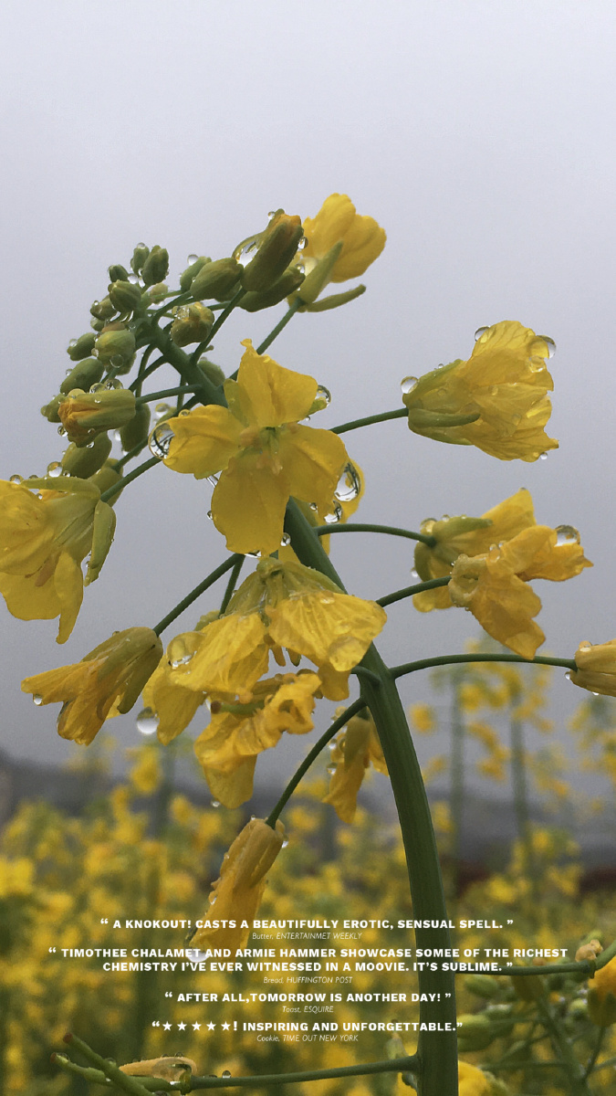 雨后的油菜花别有一番风味