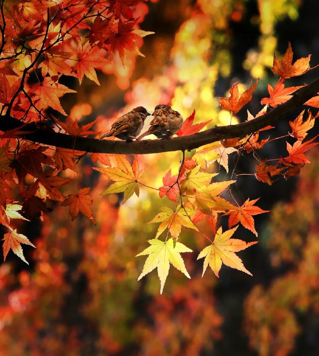 夏天秋天冬天的庐山真让人陶醉