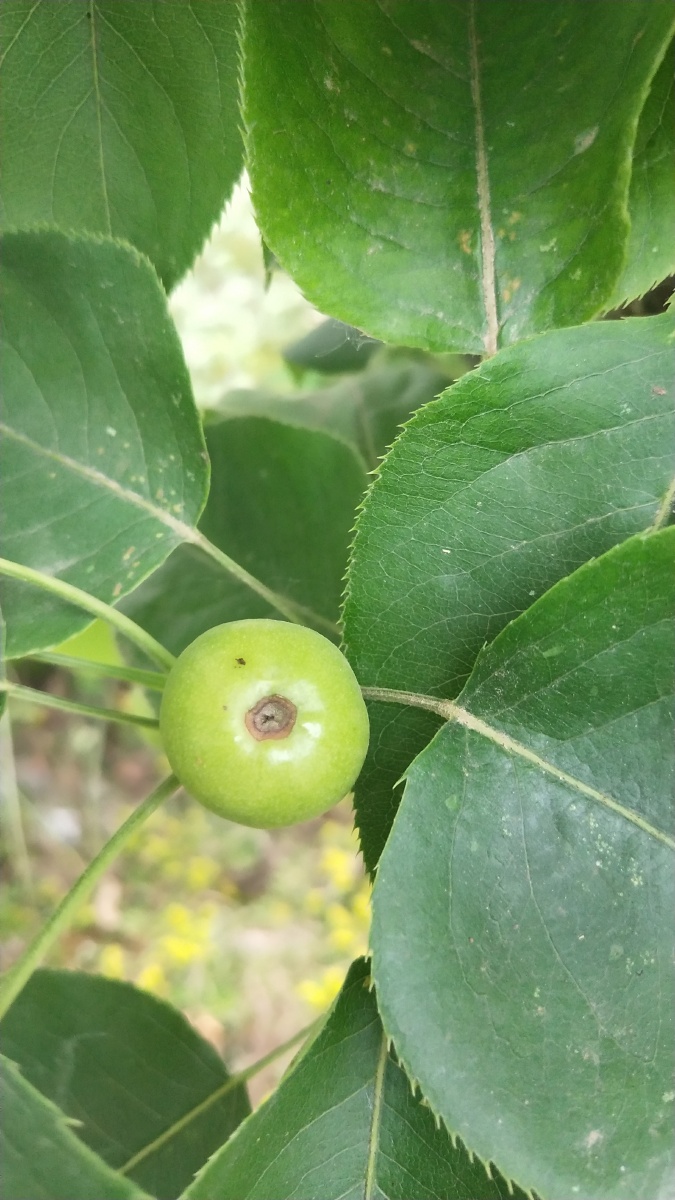 梨子柿子的幼果