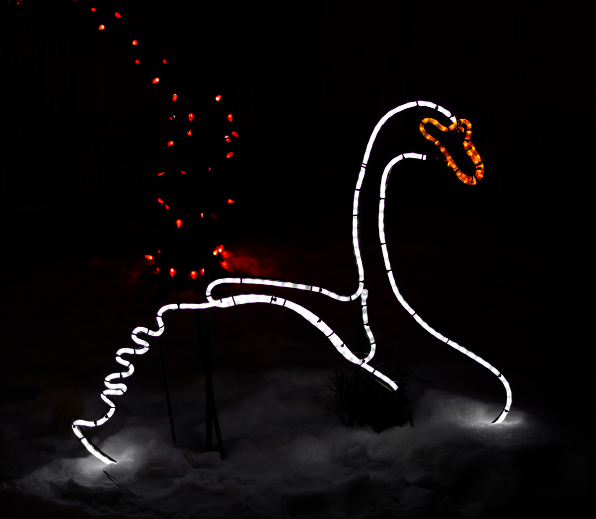 加拿大卡尔加里动物圆的zoolight霓虹灯