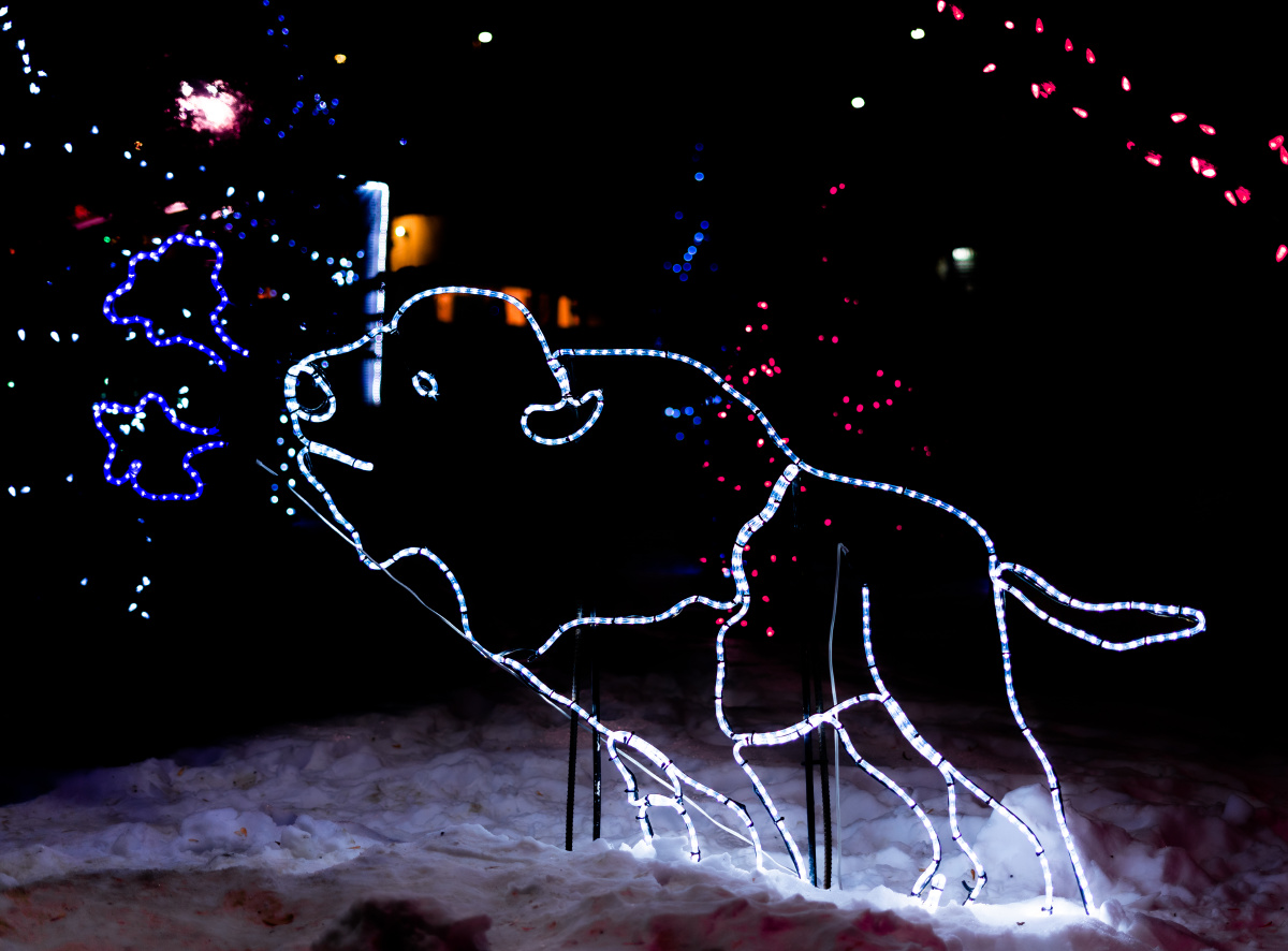 加拿大卡尔加里动物圆的zoolight霓虹灯