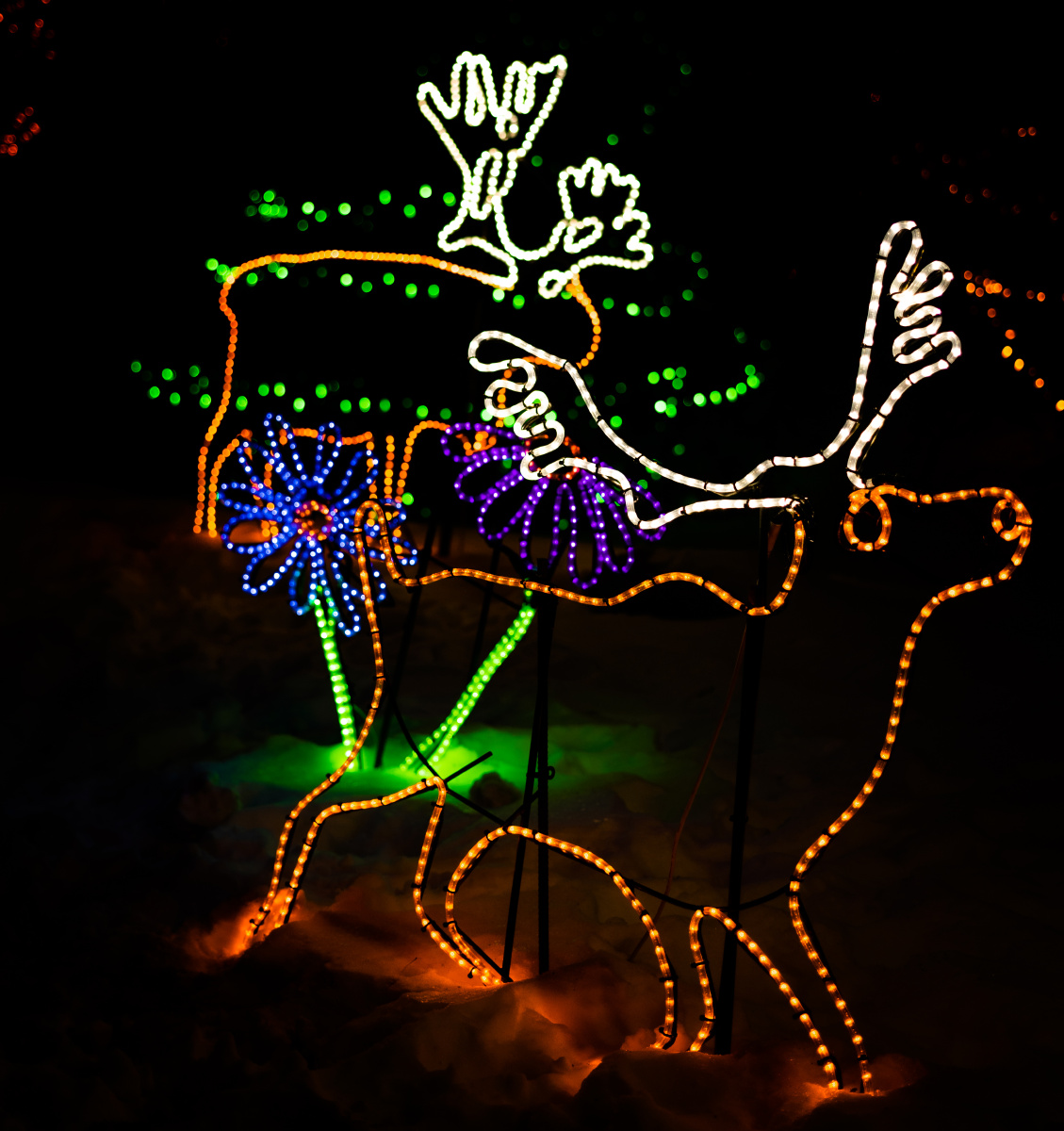 加拿大卡尔加里动物圆的zoolight霓虹灯