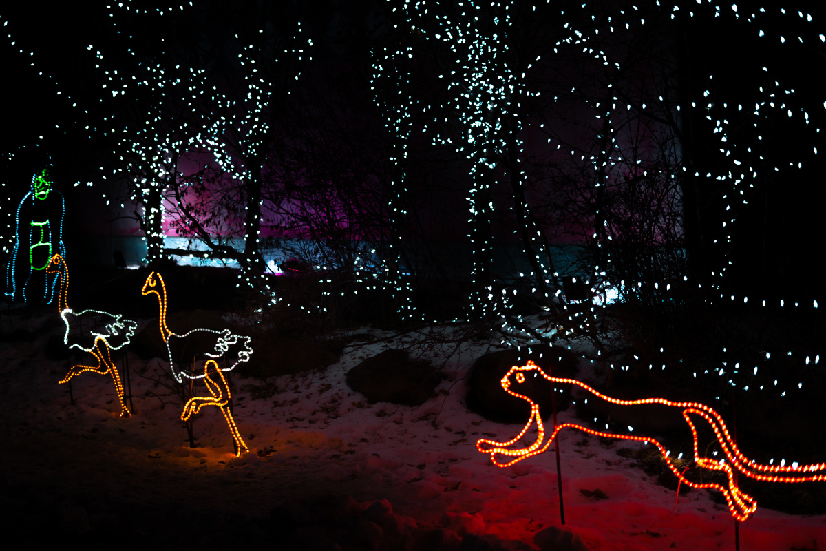 加拿大卡尔加里动物圆的zoolight霓虹灯