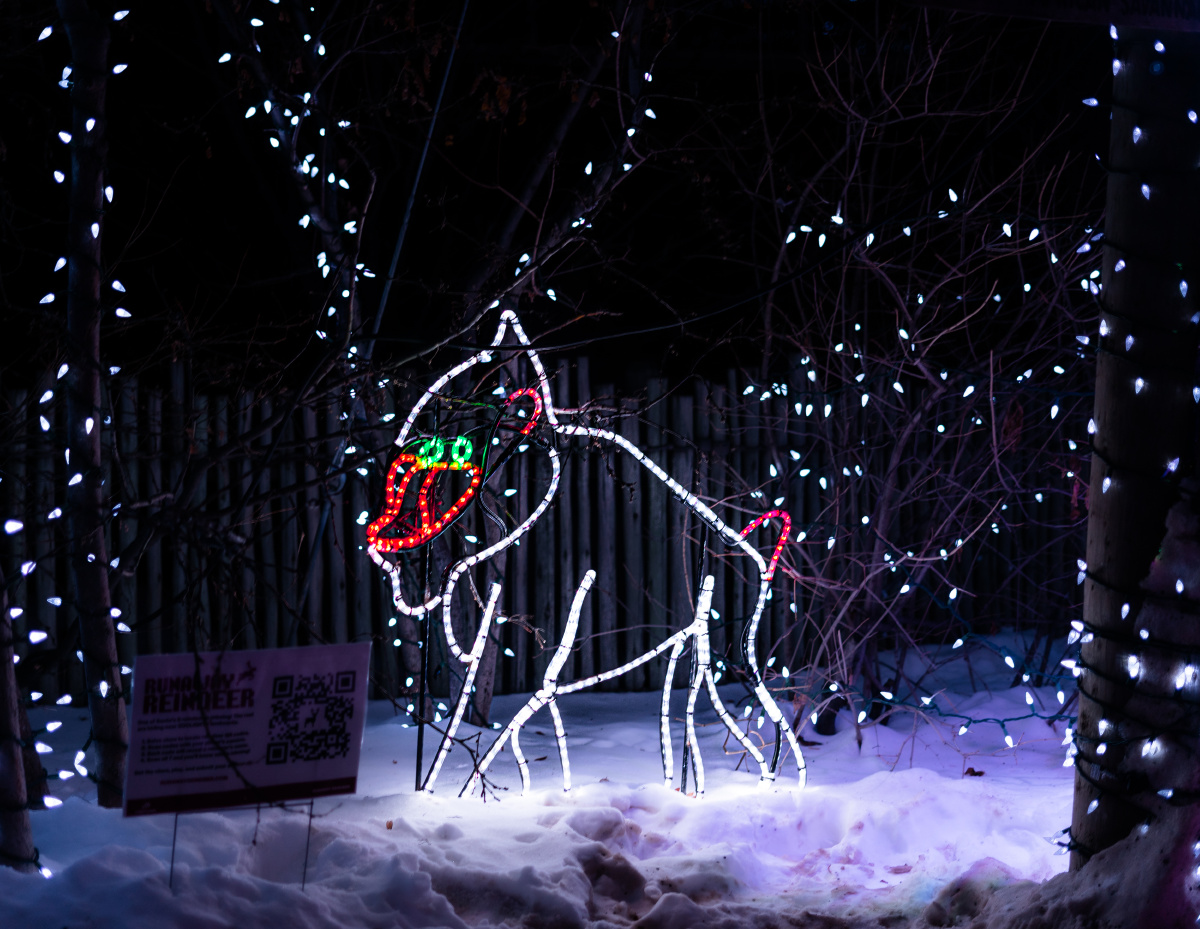 加拿大卡尔加里动物圆的zoolight霓虹灯