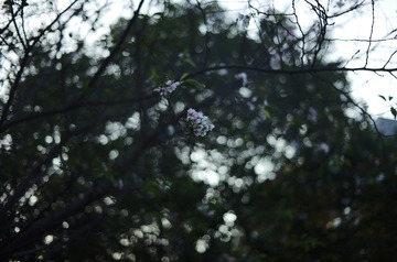 393032D7-9F5D-4B96-A0A8-AEA2CF5AC224/L0/001