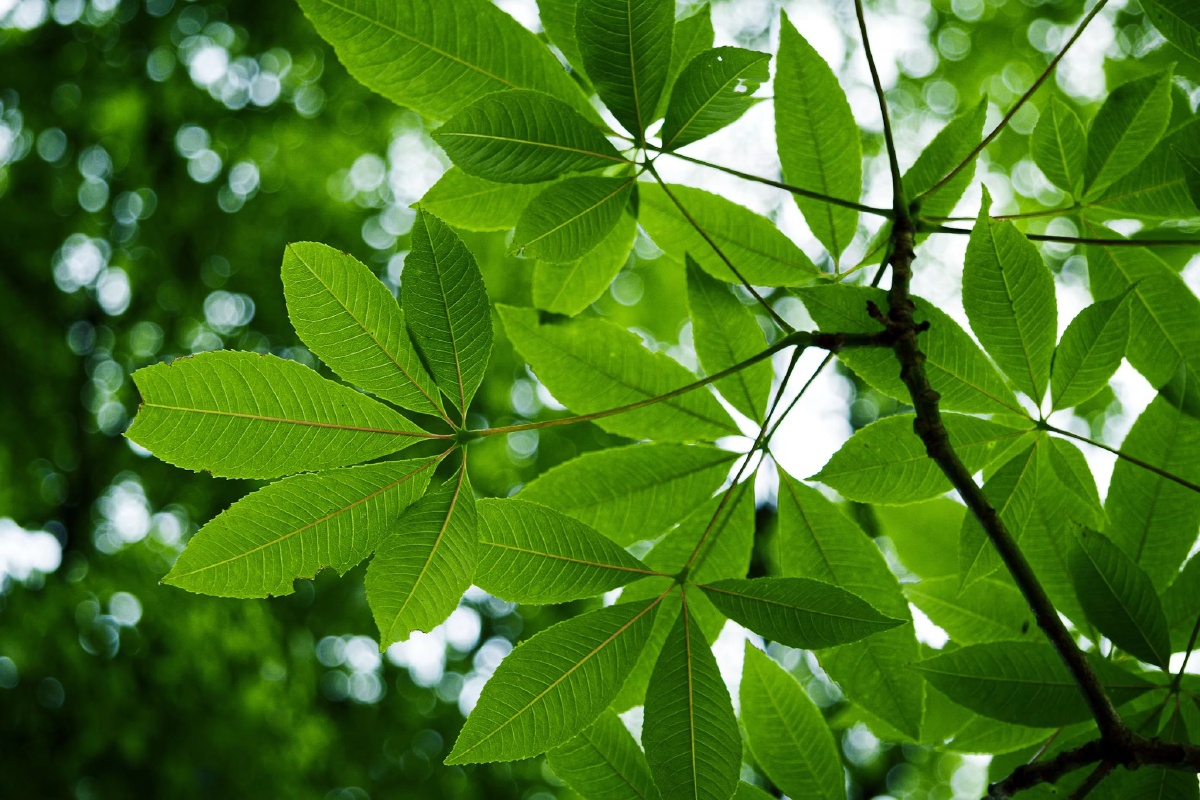 绿油油的树叶衬托出好心情.