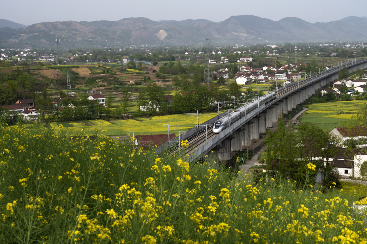 西成高铁在汉中油菜花海穿行