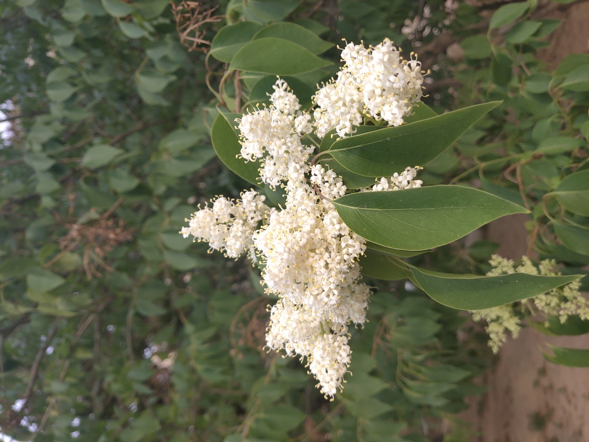 木犀科女贞属女贞 - 愤怒葡萄 - 图虫