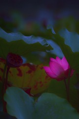 7C2E95FC-A066-4596-A385-0D231C65E65F/L0/001