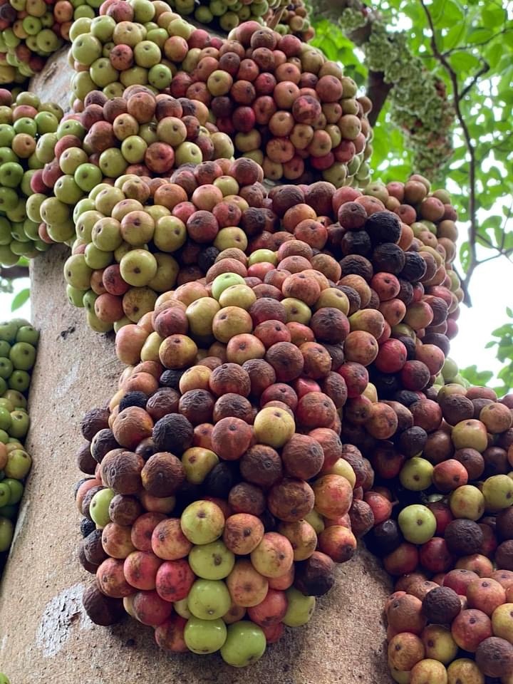 杂色榕 ficus variegata 这棵多产的杂色榕,时常果实累累……壮观.