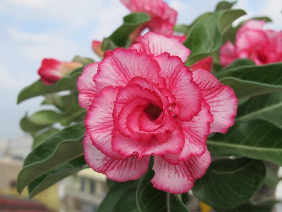 沙漠玫瑰又名天宝花夹竹桃科的多肉植物喜高温干燥和