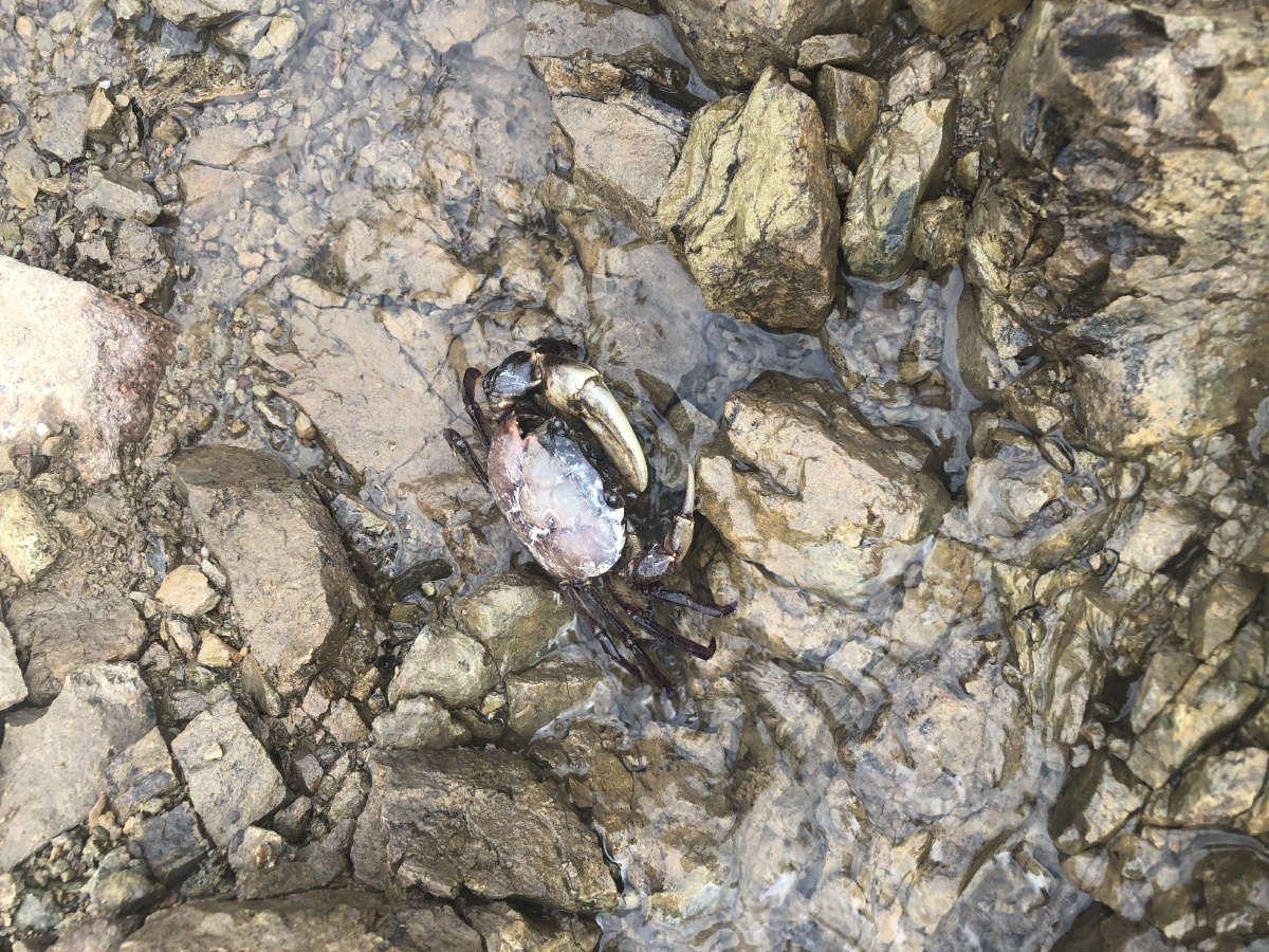 蟹坚强 - 宾果在东南亚 - 图虫