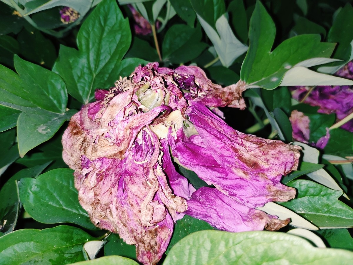 不要忘记凋谢了的牡丹花曾经也是盛开过的